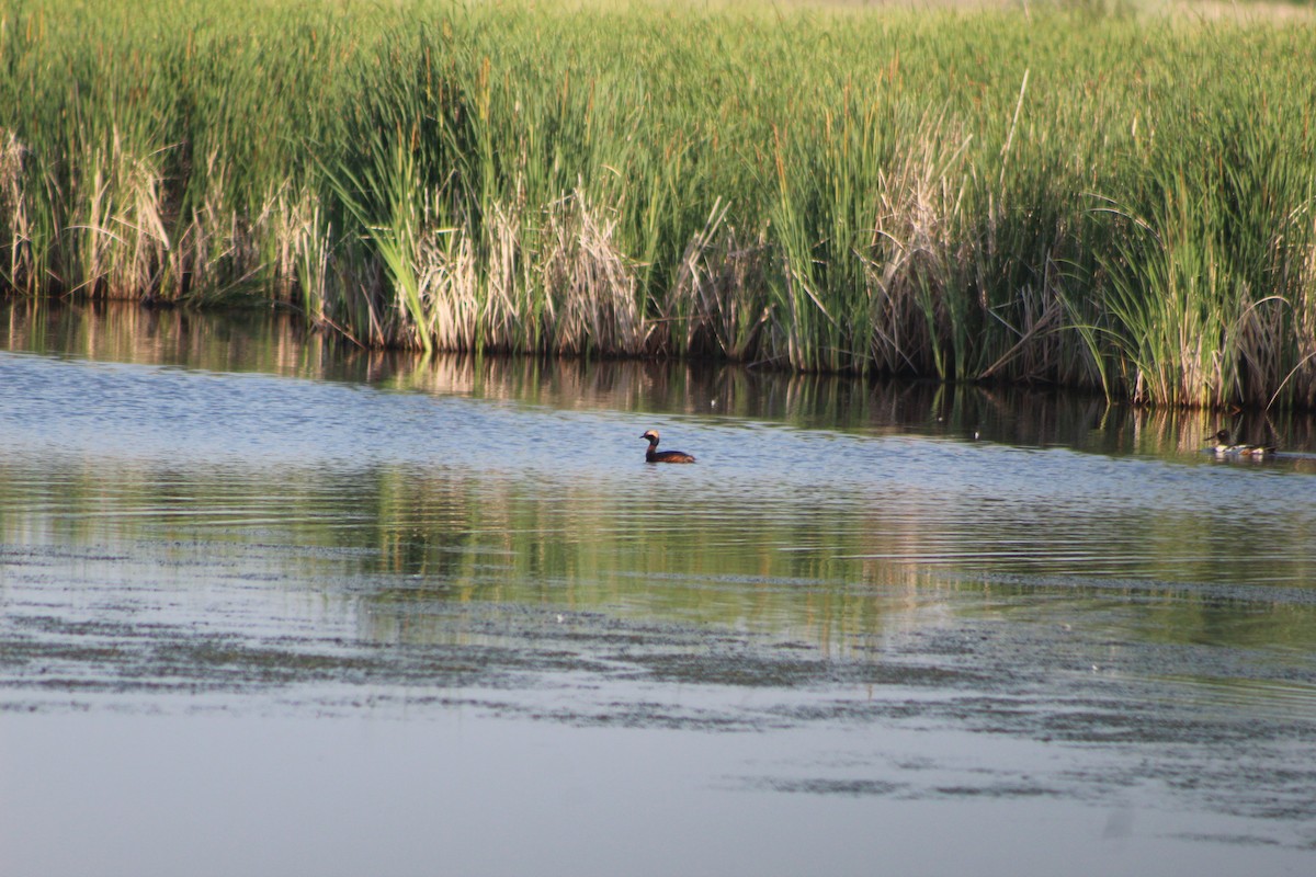 Horned Grebe - ML590683971