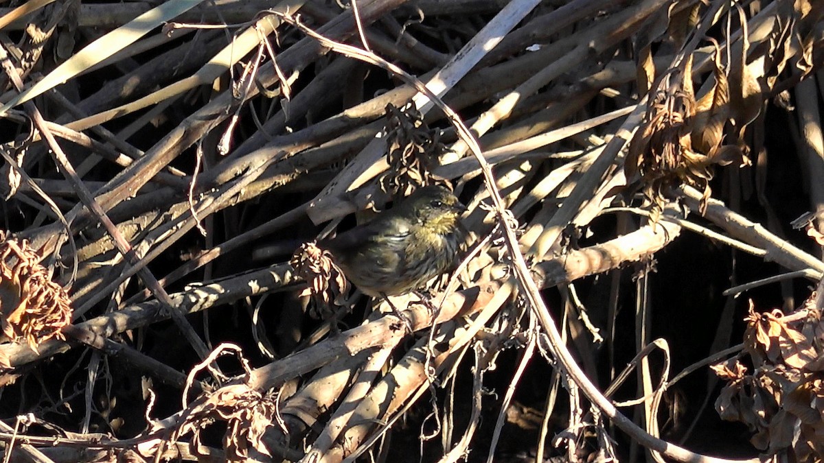 Black-and-rufous Warbling Finch - ML590684881