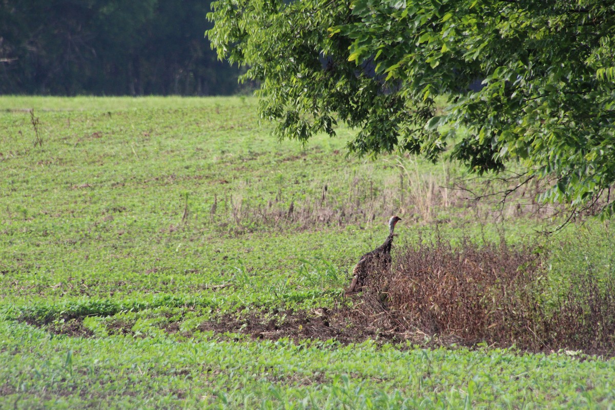 Wild Turkey - ML590685201