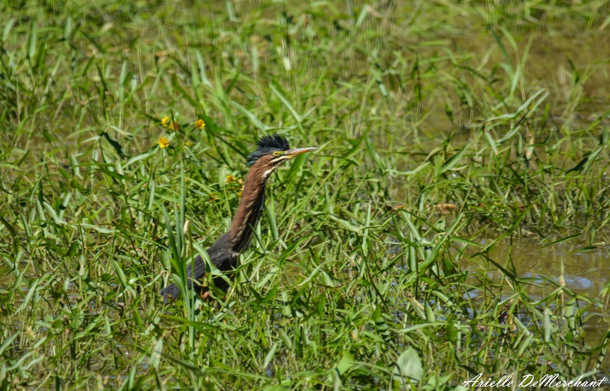Green Heron - ML59068531