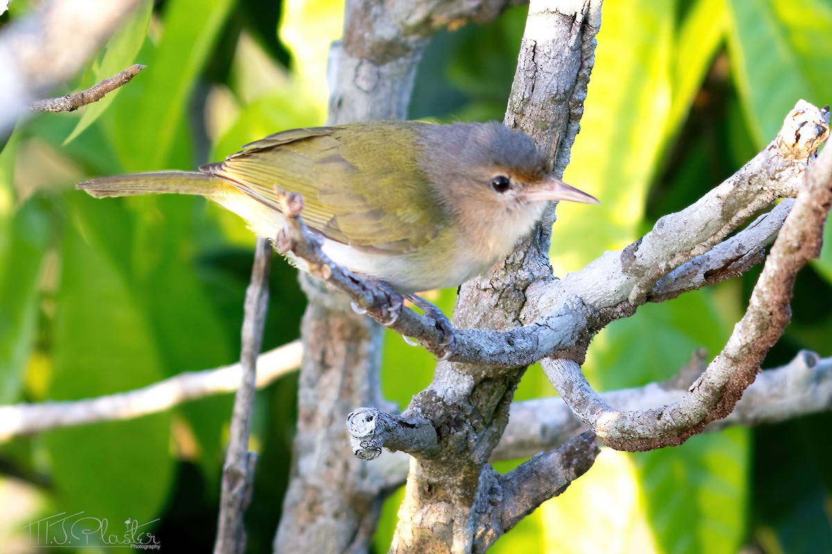 Buff-cheeked Greenlet - ML590685411