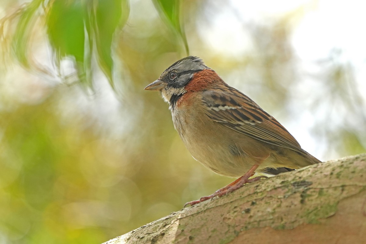 Rufous-collared Sparrow - ML590685941