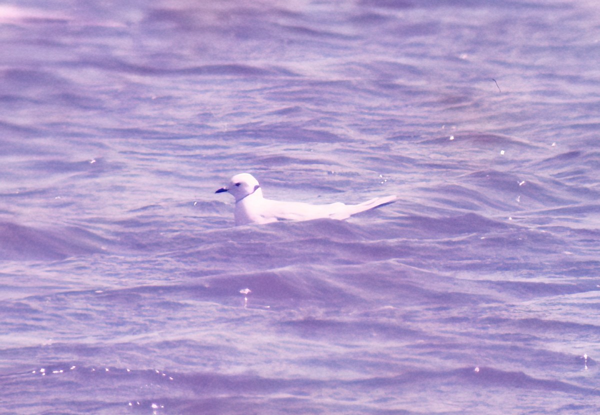 Gaviota Rosada - ML590686371