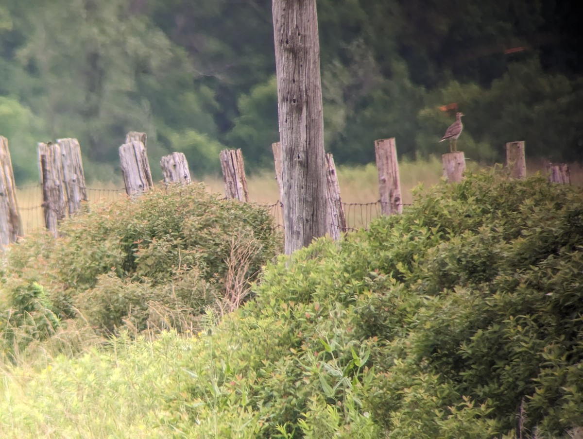 Upland Sandpiper - ML590686641