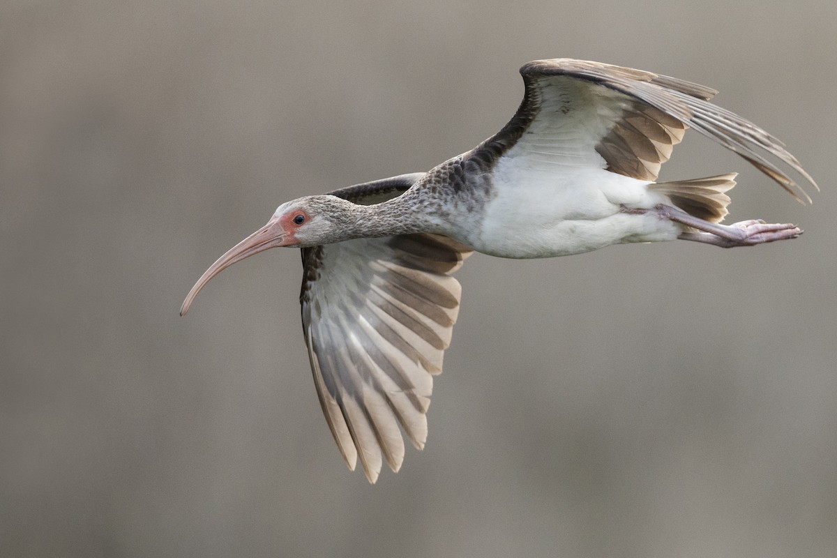 White Ibis - ML590686901