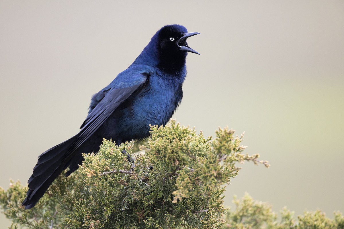 Boat-tailed Grackle (torreyi/alabamensis) - ML590687401