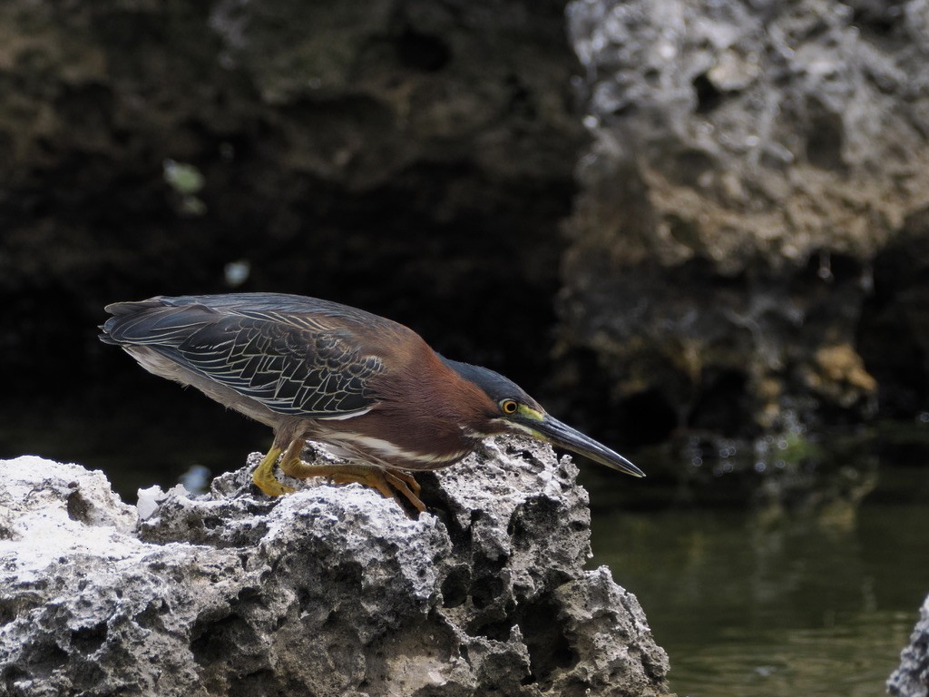 Green Heron - ML590687481