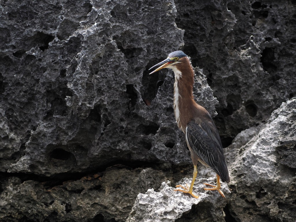 Green Heron - ML590688081