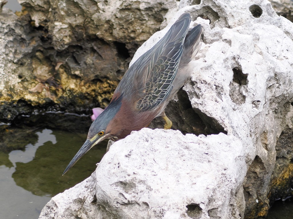 Green Heron - ML590688211