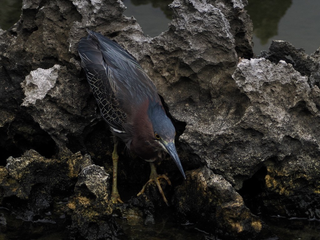 Green Heron - ML590688781
