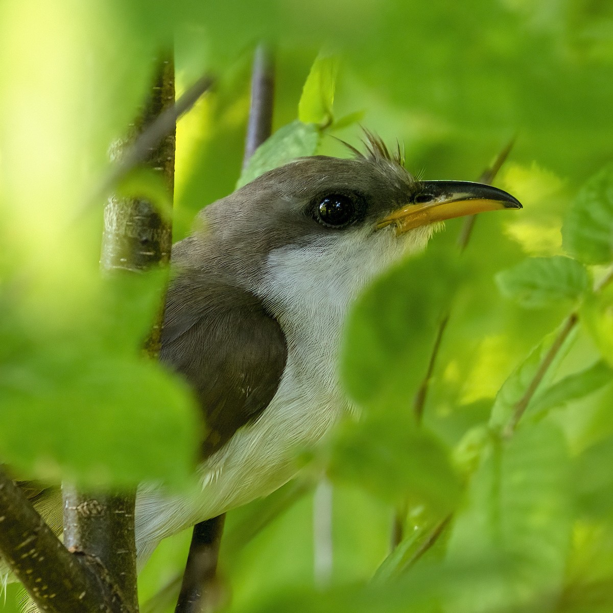 Yellow-billed Cuckoo - ML590689401