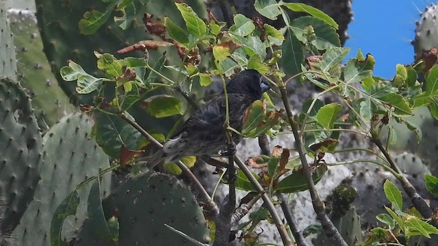 Large Ground-Finch - ML590689541