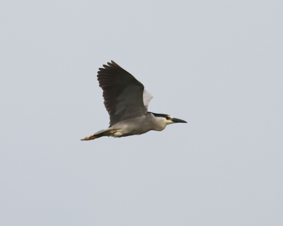 Black-crowned Night Heron - ML590689641