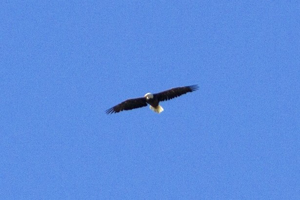 Bald Eagle - ML59068971