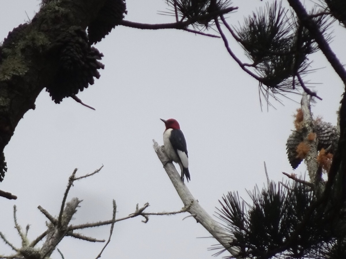 Red-headed Woodpecker - Bobby T