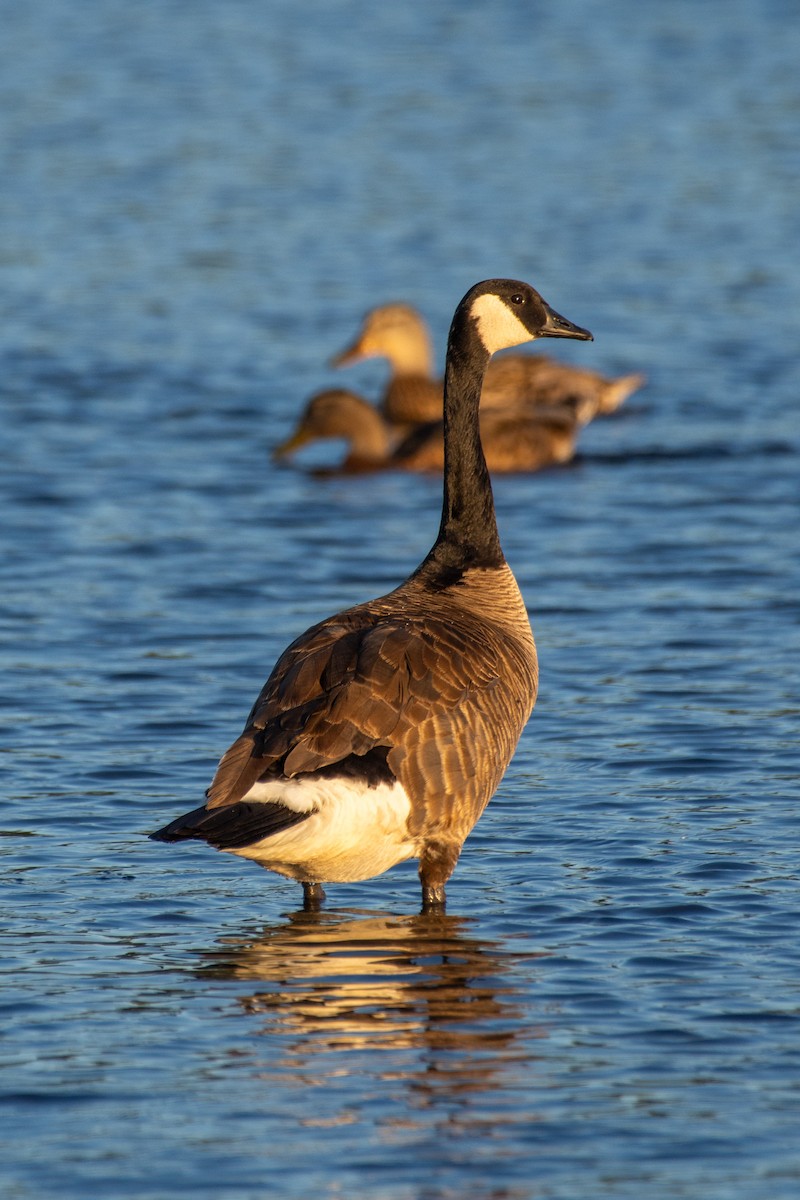 Canada Goose - ML590691301