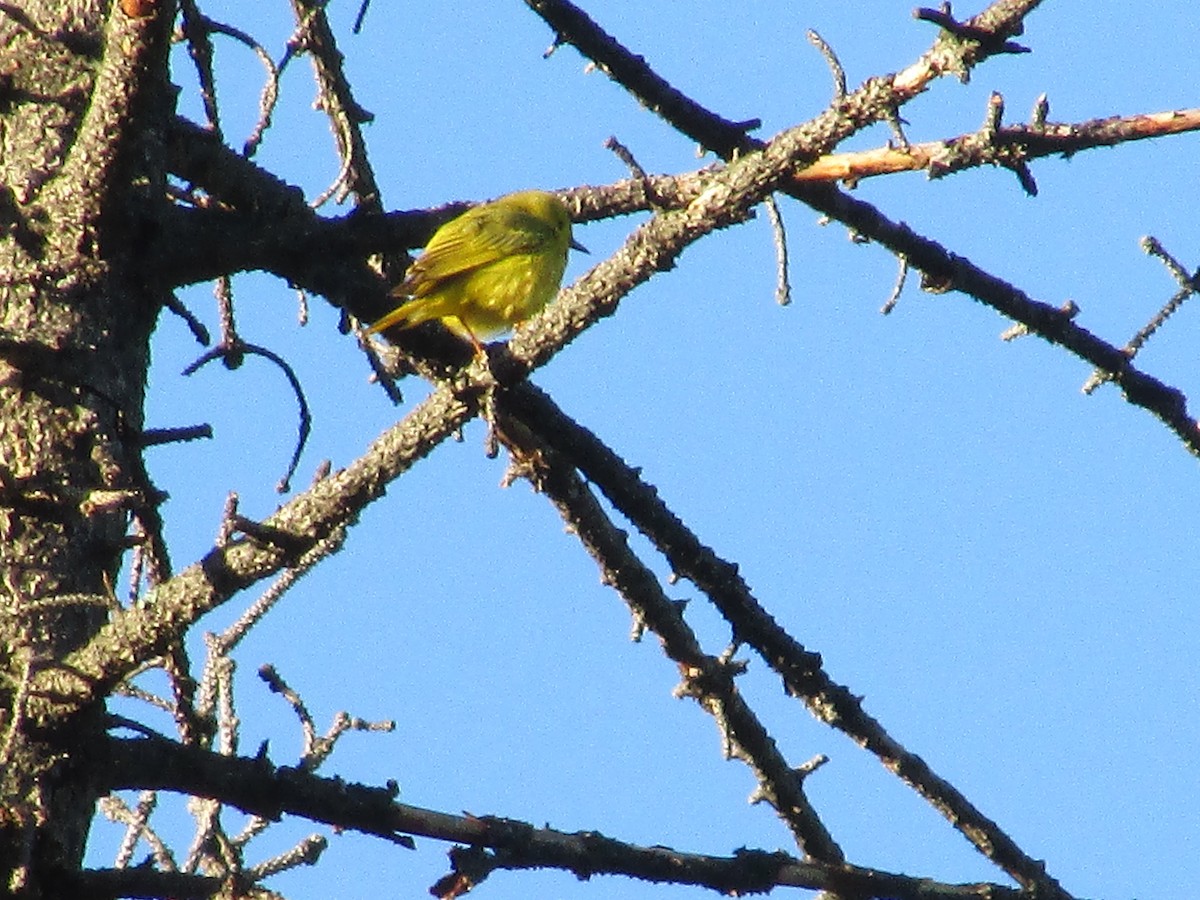 Yellow Warbler - Felice  Lyons