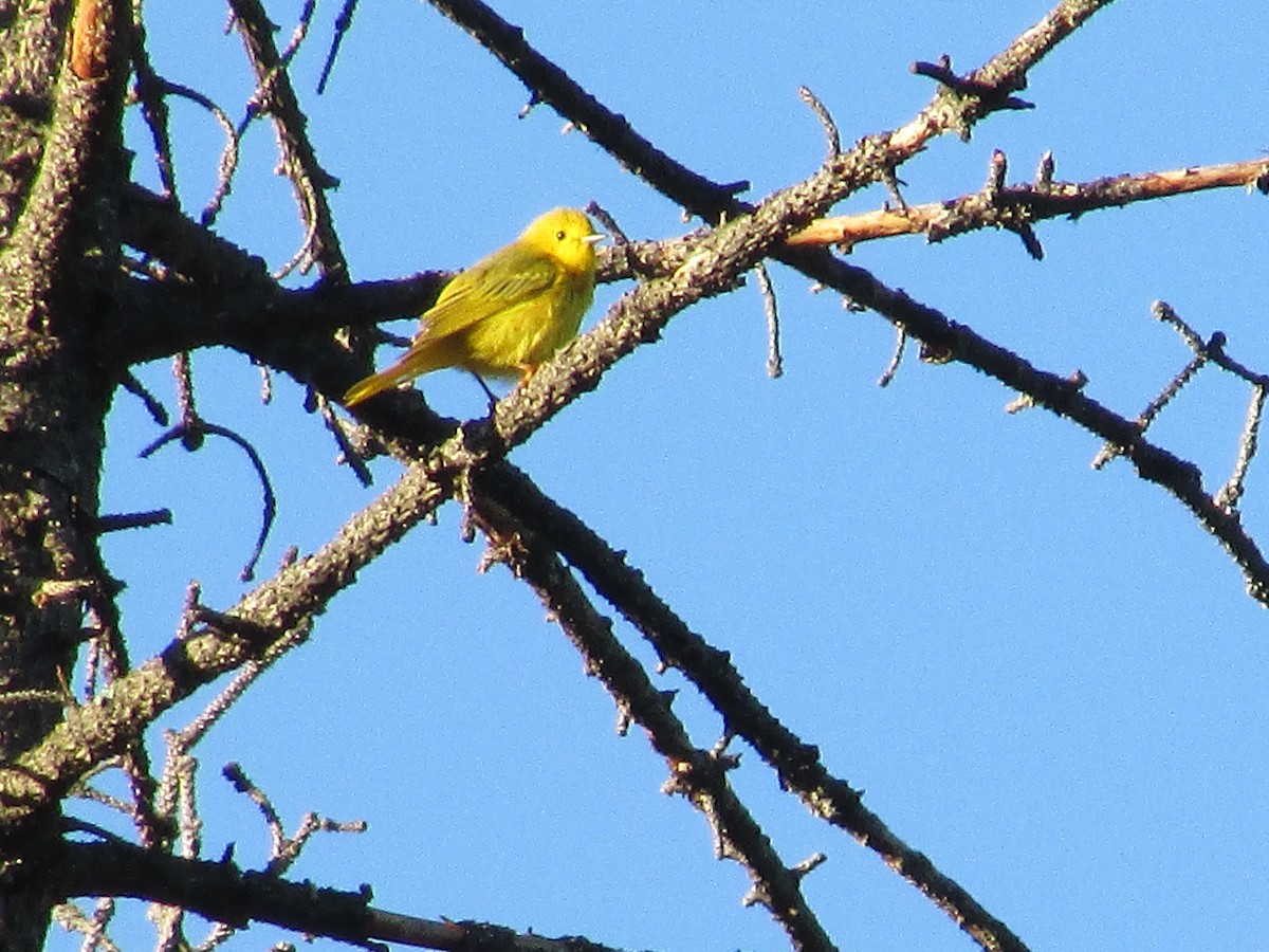 Yellow Warbler - Felice  Lyons