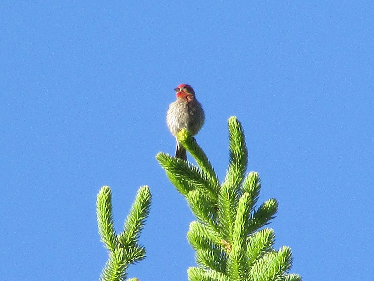 House Finch - ML590692741