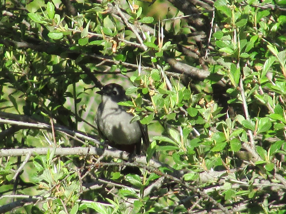 Gray Catbird - ML590692981