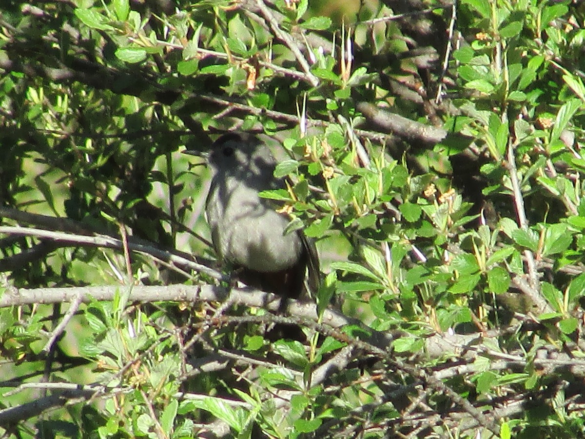 Gray Catbird - ML590692991