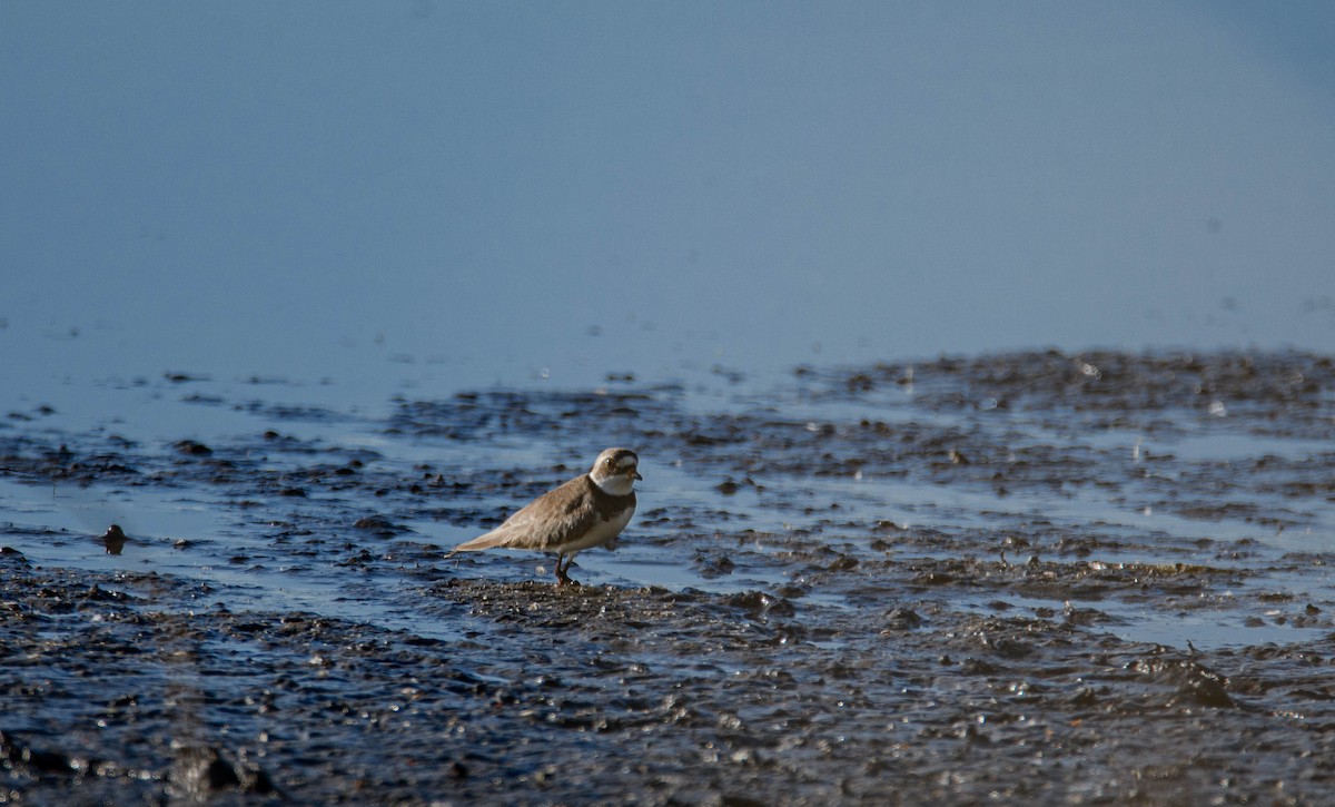 Semipalmated Plover - ML590693001