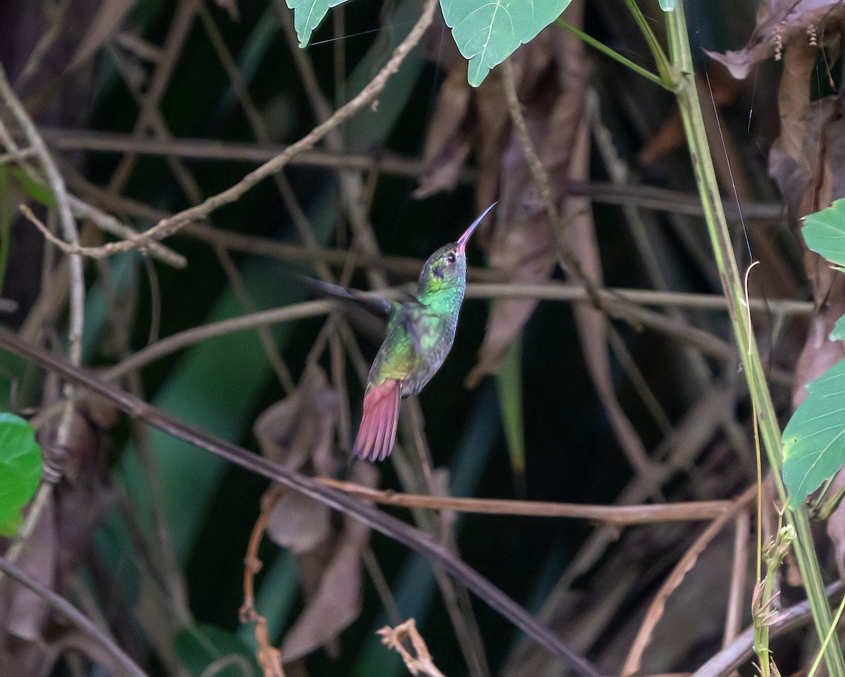 Rufous-tailed Hummingbird - ML590693171