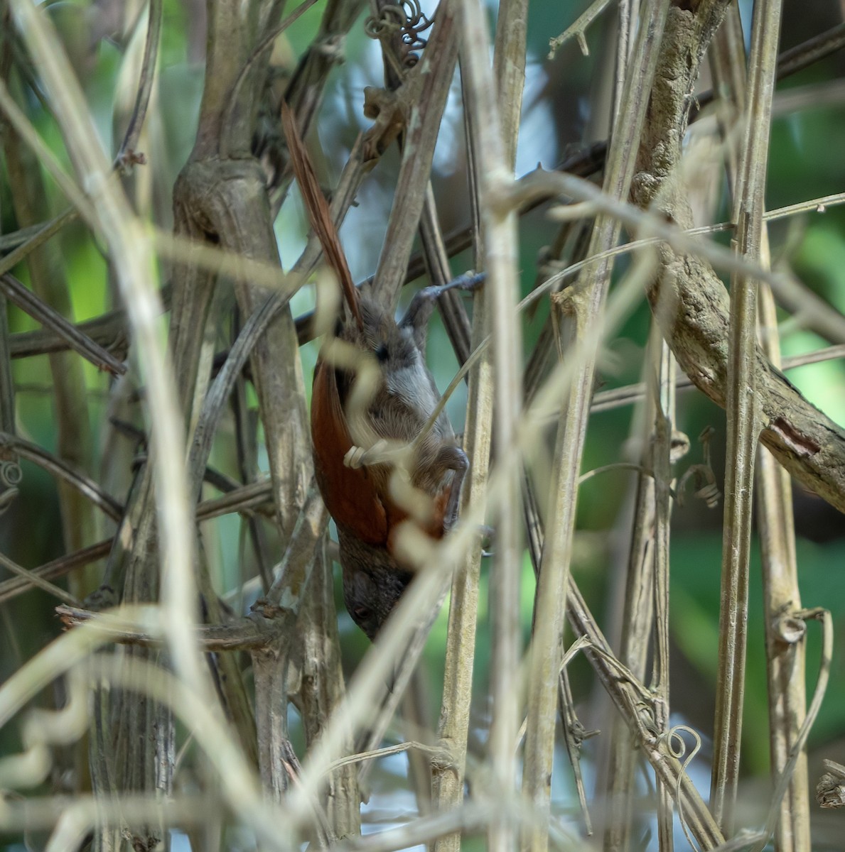 Rufous-breasted Spinetail - ML590693751