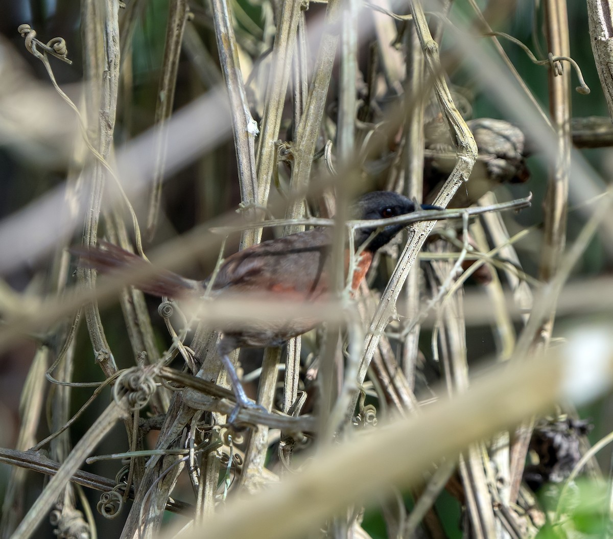 Rufous-breasted Spinetail - ML590693761