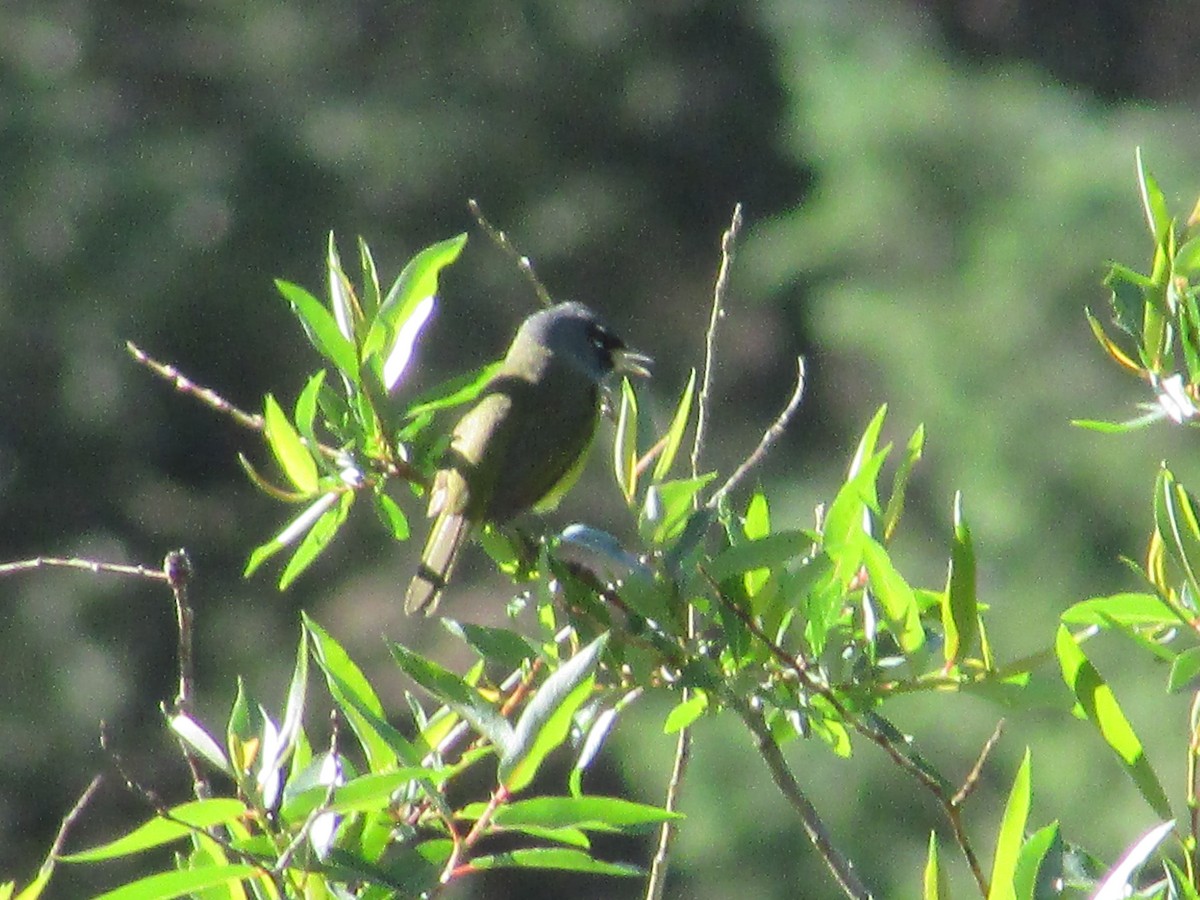 MacGillivray's Warbler - ML590694591