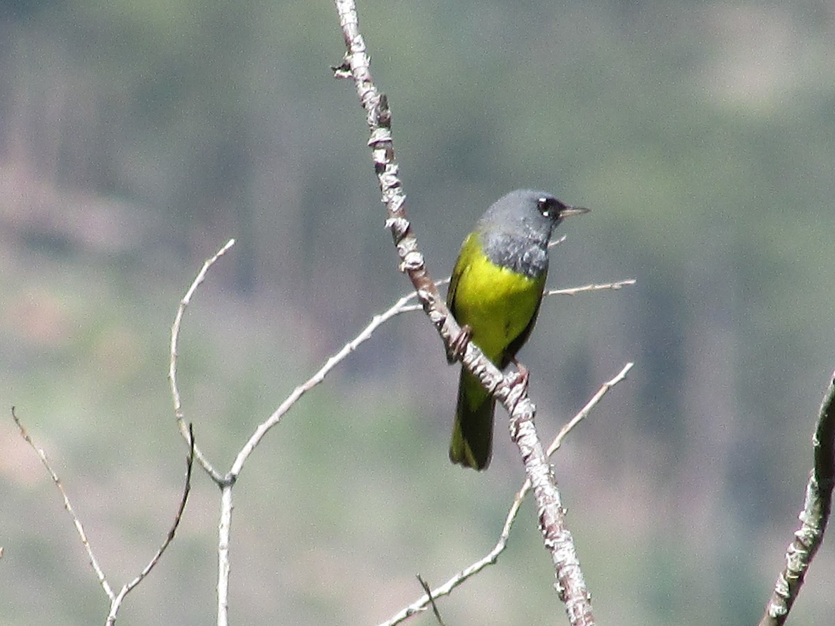 MacGillivray's Warbler - ML590694601