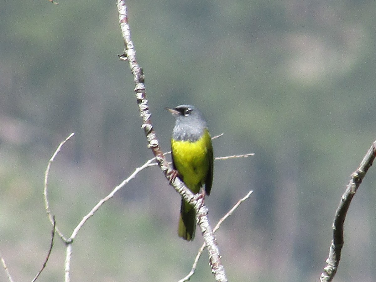 MacGillivray's Warbler - ML590694631