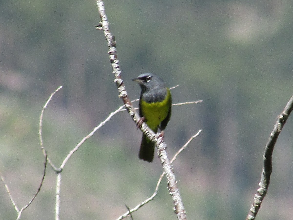 MacGillivray's Warbler - ML590694641