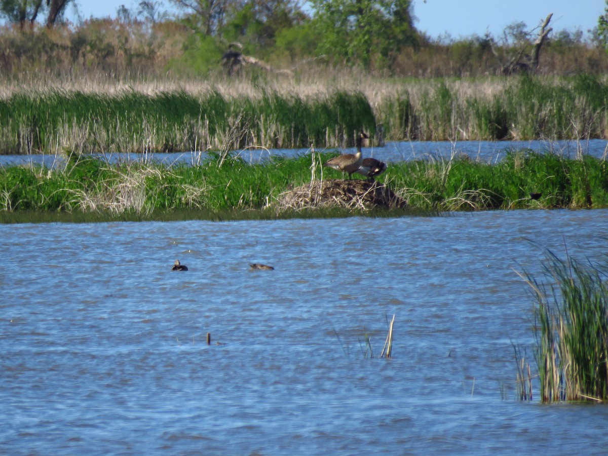 American Black Duck - ML59069531