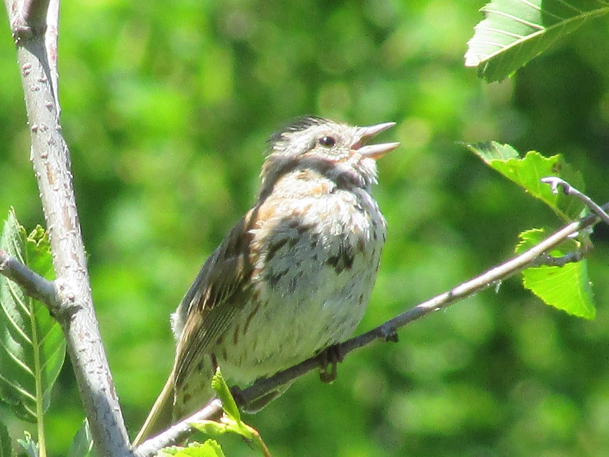 Song Sparrow - ML590695651