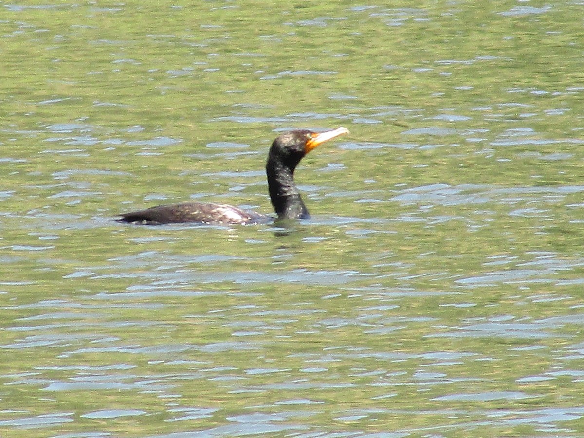 Double-crested Cormorant - ML590695891