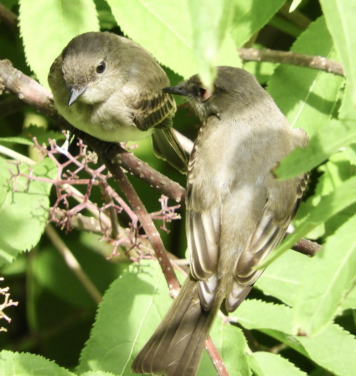 Eastern Phoebe - ML590696861