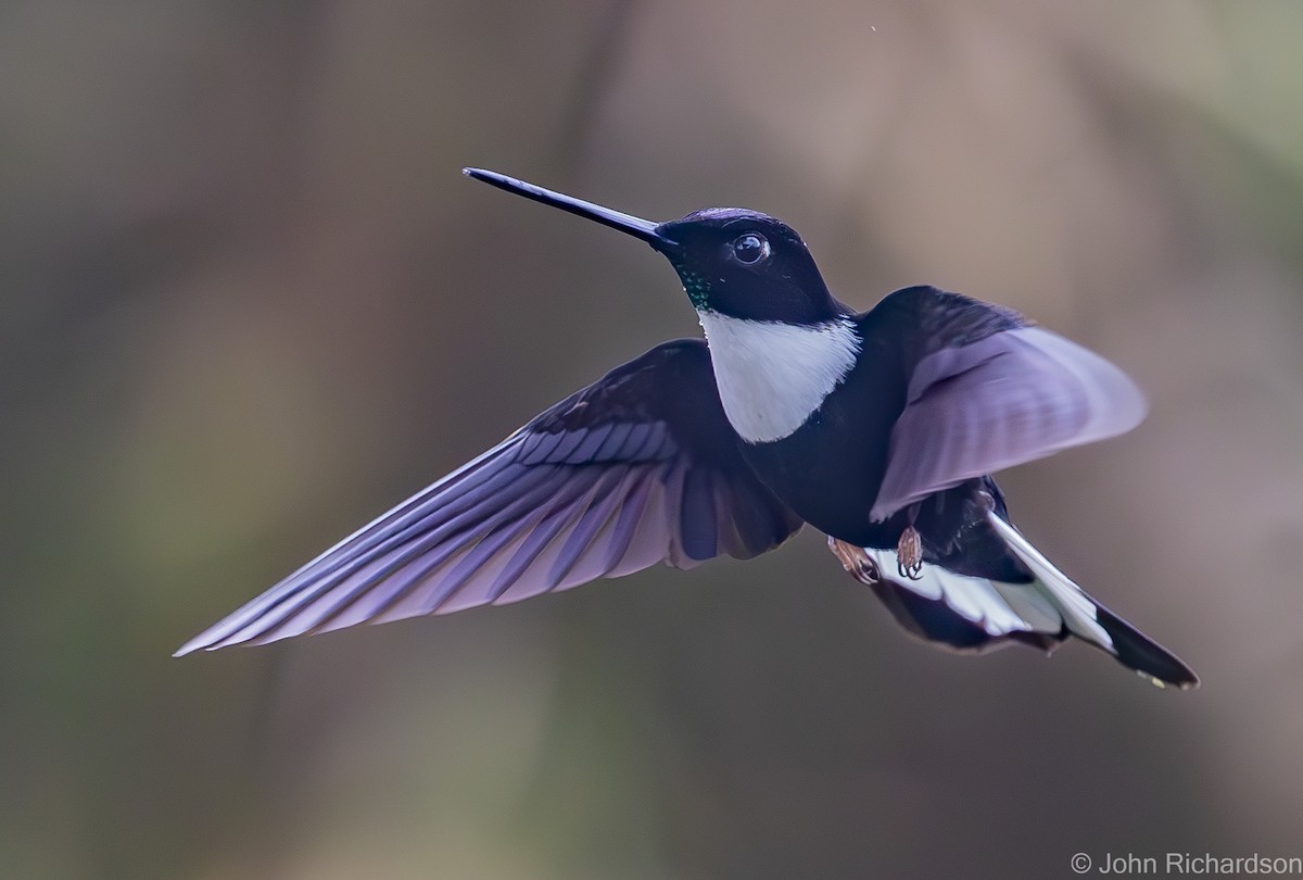 Violettscheitelkolibri - ML590698571