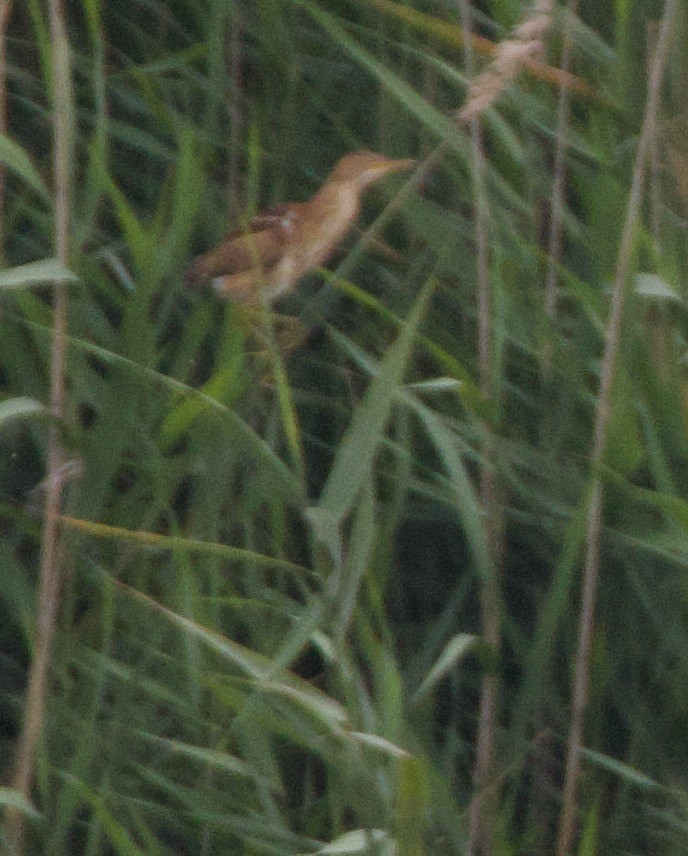 Least Bittern - ML590698701