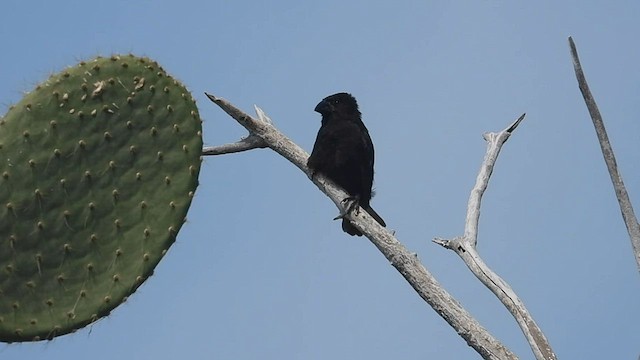 Pinzón de Darwin Picogrueso de Genovesa - ML590698711