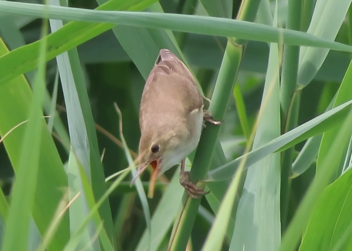 Marsh Warbler - ML590698741