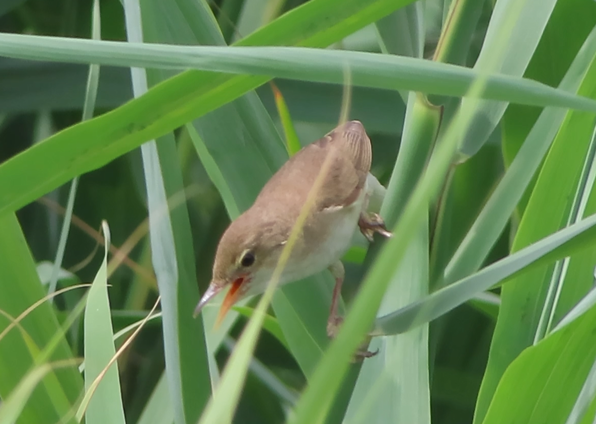 Marsh Warbler - ML590698751