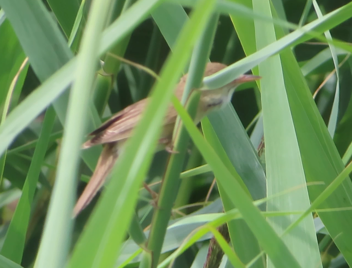 Marsh Warbler - ML590698761