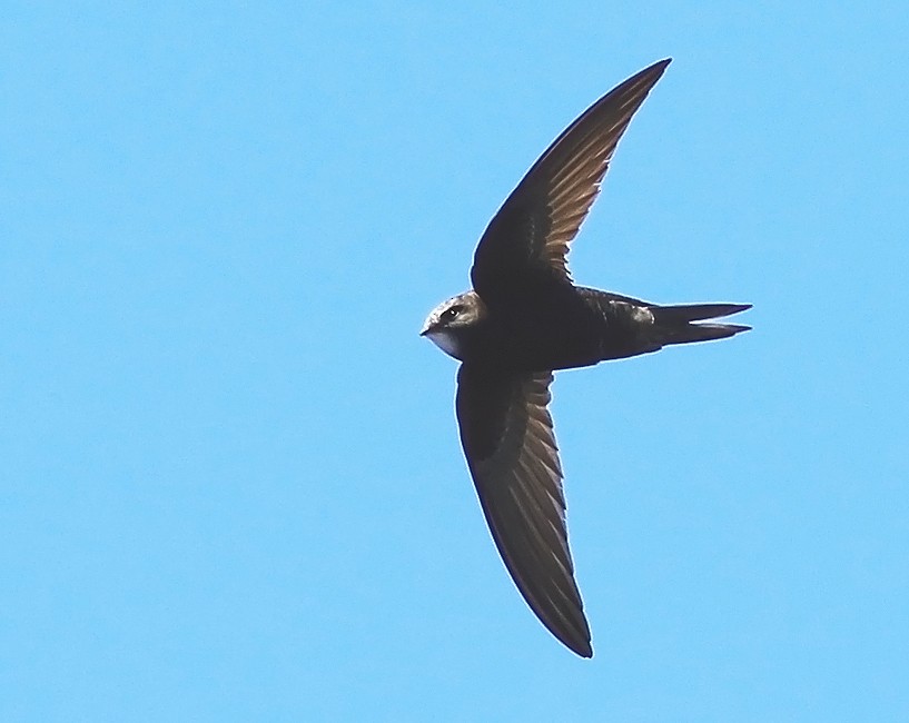 Common Swift - Jared Clarke