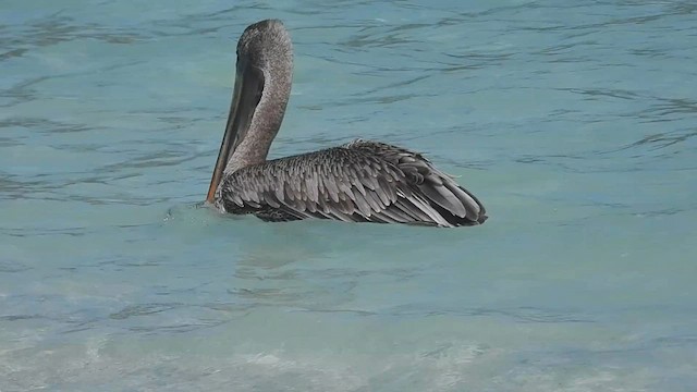 pelikán hnědý (ssp. urinator) - ML590698981