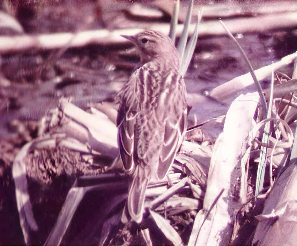 Pipit à gorge rousse - ML590699411