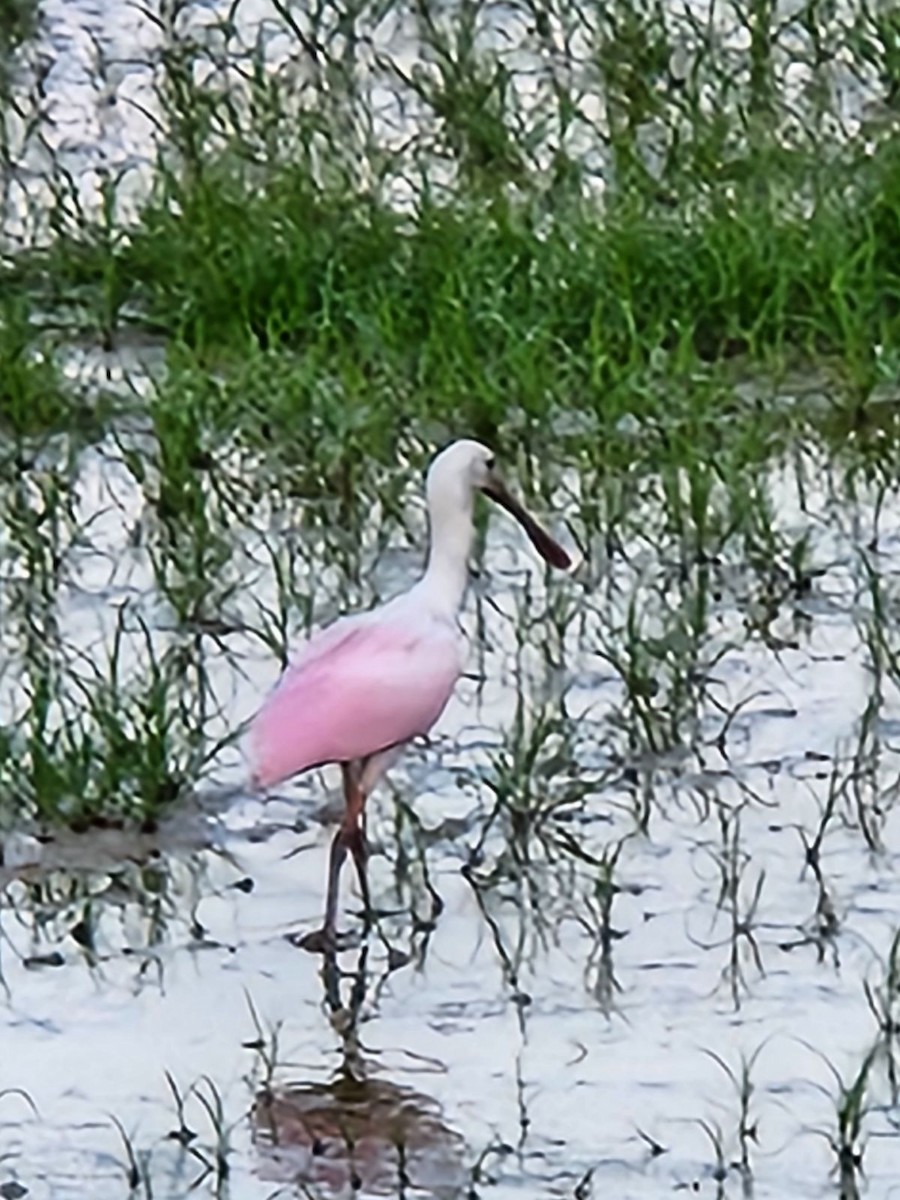 Roseate Spoonbill - ML590699761