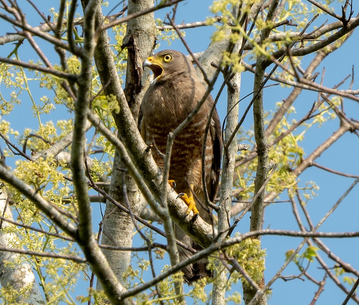 Roadside Hawk - Tim Wright