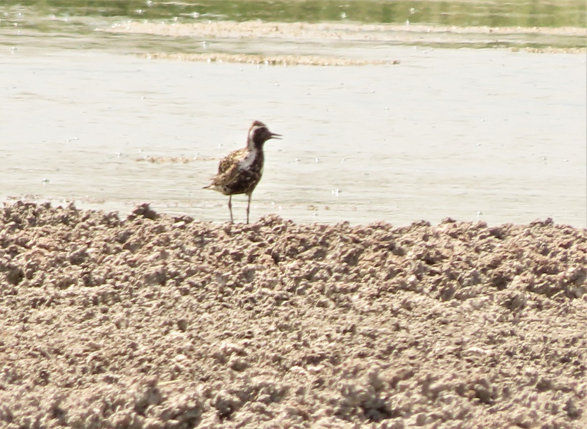 Pacific Golden-Plover - Richard Petersen