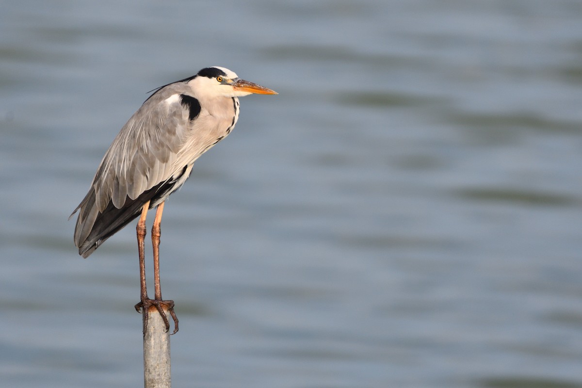 Gray Heron - ML590702041